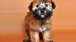 why wheaten terriers are the best