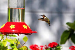 Is there a safe red dye for hummingbirds?