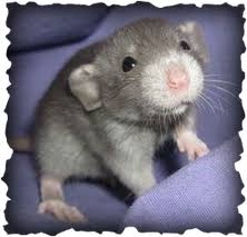 Most rat pet lovers love the dumbo rats' adorable expression which is created by their smaller lower jaw compared to other rats. Misty Blue Rattery Misty Blue Rattery Mblu