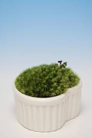 Moss In Plant Pots Tips On Growing