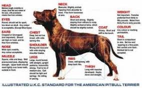 Pin On Breed Standards American Pit Bull Terrier
