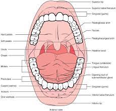 23 3 the mouth pharynx and esophagus