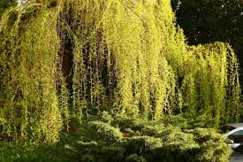 | white willow 'tristis'/rhs gardening. Willow Wikiwand