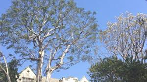 Besondere unterkünfte zum kleinen preis. Best 15 Tree Trimming Removal Services In Santa Barbara Ca Houzz