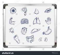 Human Anatomy Body Parts Detailed Icons Stock Vector