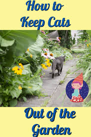 how to keep cats out of the flower bed