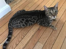 Bengals are a beautiful exotic breed. Lost Cat Bengal Cat In Belmont Ma Lost My Kitty