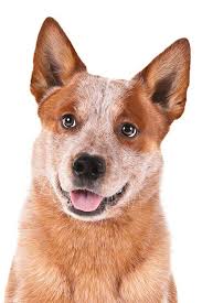 Australian Cattle Dog Dog Breed Information