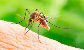Mosquitoes Strathcona County