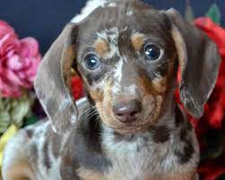 We offer all colors, all patterns, smooth coats, long we are within driving distance from georgia, tennessee, virginia, south carolina, kentucky, and florida. Dachshunds Unlimited