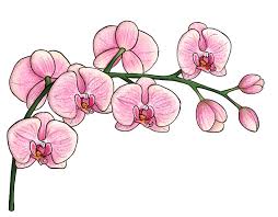 Rose fleur pinterest dessin facile. 1001 Images De Dessin De Fleur Pour Apprendre A Dessiner