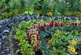 plant in your vegetable garden