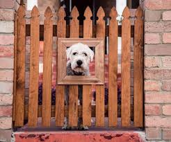 25 Dog Fence Ideas For Indoors