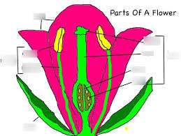 female parts of a flower diagram quizlet