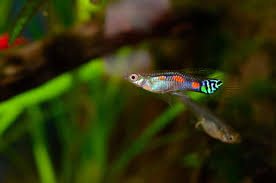 There is some information that suggests that temperature may have some influence as to the male to female ratio of fry born. How To Care For Bright Colored Endlers Livebearers Aquariadise