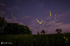 Why Fireflies Light Up Earth Earthsky