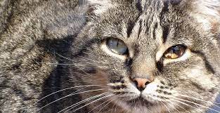 brown spots iris melanosis in cat s