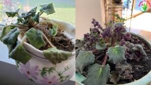 African violet is a tender plant and must be cared for accordingly. How To Save An Overwatered African Violet Step By Step Garden For Indoor