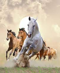 Wallpapers Horses Run Animals Running ...