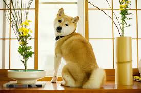 ɕiba inɯ) is a breed of hunting dog from japan. Shiba Inu Dog Breed Information Pictures Characteristics Facts Dogtime