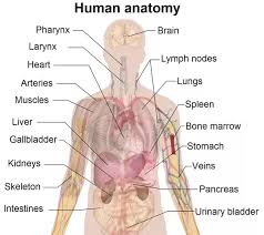 The only organs in the traditional thought that are on the right side of the back and isn't underneath the ribs is the right kidney (lower back next to the as the theory goes, impact during activity pulls the organs in your abdomen downwards, tugging on the ligaments in the upper abdomen and eventually. What Organs Are On The Right Side Of Your Back Quora