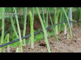 La source comment planter des asperges Comment Planter Une Griffe D Asperge Au Potager Truffaut Youtube