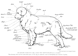 Anatomical Chart Of A Dog Free Illustration Old Design