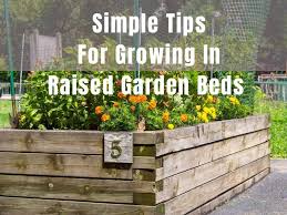 Growing In Raised Garden Beds