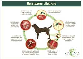 Companion Animal Parasite Council Heartworm