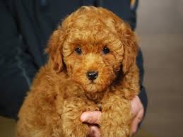 miniature poodle dog male 3429857