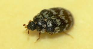 How To Spot If Carpet Beetles Are