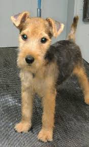 Frankenfaust, the finest sporting airedales, puppies for sale. Teraz Lakelands Akc Lakeland Terrier Breeders Florida Lakeland Terrier Puppies Airedale Dogs Dog Breeds