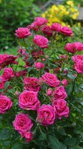 wallpaper pink roses garden flowers