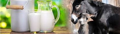 Donkey Milk Products - Montebaducco farm - Home | Facebook