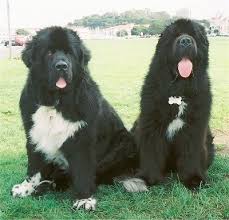 Newfoundland Dog Breed Information And Pictures