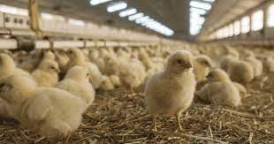 Check spelling or type a new query. Newcastle Disease How To Control The Disease And Reduce Post Vaccine Reactions The Poultry Site
