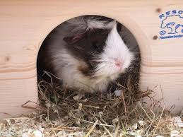 Is Pine Bedding Good For Guinea Pigs