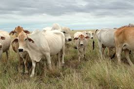 It was bred in the united states from 1885 from cattle originating in india, imported at various times from the united kingdom, from india and from brazil; Brahman Cattle In The Kimberley Abc News Australian Broadcasting Corporation
