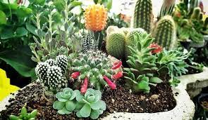 25 Beautiful Cactus Garden Ideas