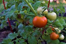growing container tomatoes 3 great