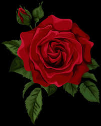 single red rose wallpaper 56 images