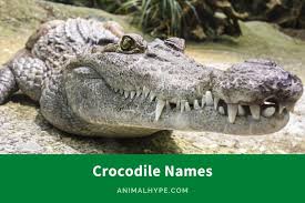 399 chomp worthy crocodile names to