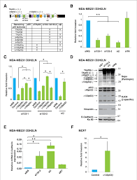 D133p53b Isoform Promotes Invasion In Breast Cancer Cells