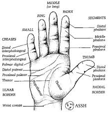 hand surface anatomy age of hand