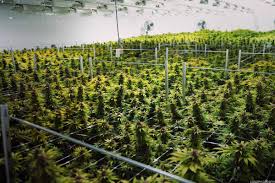 Canopy growth is publicly traded on the tsx and a leading diversified producer of medical cannabis through its wholly owned subsidiaries tweed, bedrocan canada, and tweed farms. Canopy Growth Declines After Adjusting Third Quarter Results Thestreet