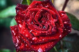 red rose flower with water dew drops