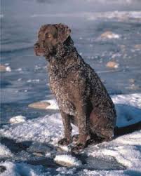 Get a boxer, husky, german shepherd, pug, and more on kijiji, canada's #1 local classifieds. Chesapeake Notice The Ice On His Coat Tough Hombres Chesapeake Bay Retriever Chesapeake Retriever Retriever Dog