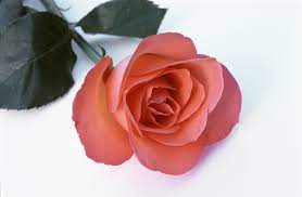 free image of single romantic red rose