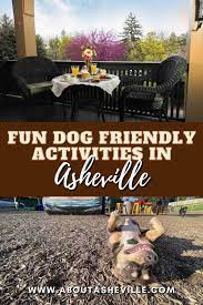 14 fun dog friendly activities in