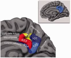 cingulate cortex an overview